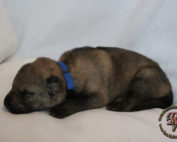 Rüde
Geboren am 31.05.2017 um 04:33 Uhr.
Geburtsgewicht: 520 g.