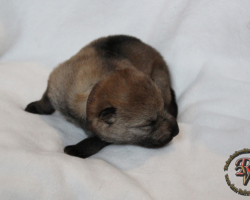 Hündin
Geboren am 31.05.2017 um 02:12 Uhr.
Geburtsgewicht: 465 g.