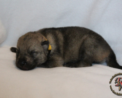 Hündin
Geboren am 31.05.2017 um 02:26 Uhr.
Geburtsgewicht: 400 g.