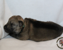 Rüde
Geboren am 31.05.2017 um 04:16 Uhr.
Geburtsgewicht: 540 g.