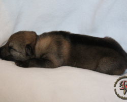 Hündin
Geboren am 31.05.2017 um 03:31 Uhr.
Geburtsgewicht: 445 g.