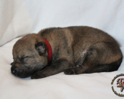 Hündin
Geboren am 31.05.2017 um 03:17 Uhr.
Geburtsgewicht: 506 g.